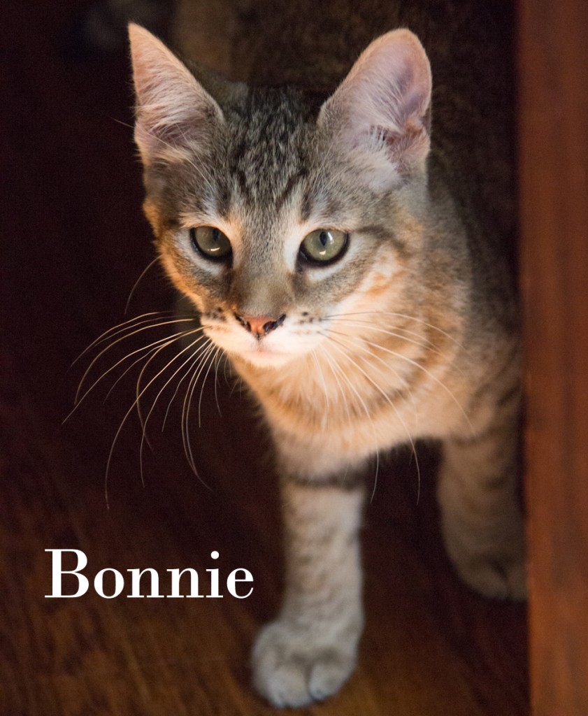 Bonnie_IMG_7900